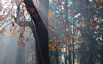 Nature, Trees, Autumn, Leaves HD wallpaper