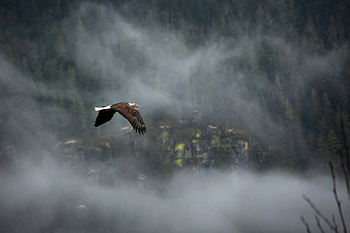 Eagle Cosmic Flight, eagle, flying, birds, wings, animals HD wallpaper
