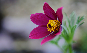 Flower, Leaf, Nature, forest HD wallpaper