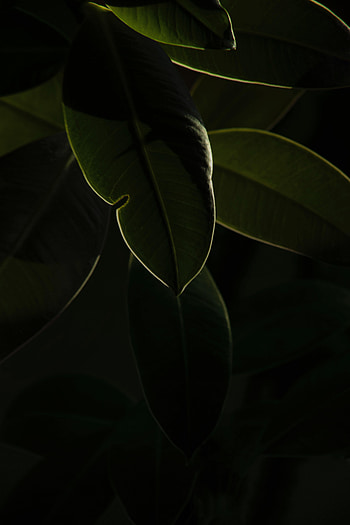 Leaves, Plant, Macro, Dark HD phone wallpaper