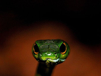 Snake, cool, head HD wallpaper