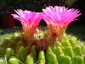 CACTUS FLOWERS, PRETTY, FLOWERS, CACTUS, PINK HD wallpaper