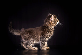Cat Animals, cat, animals HD wallpaper