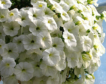 Flowers, Close-Up, Beauty, Snow White, Petunia HD wallpaper