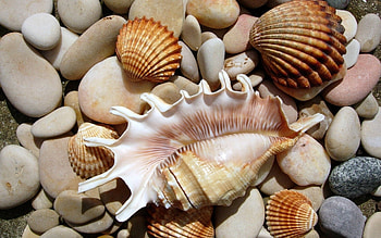 Stones and seashells, Coastal tranquility, Beachside beauty, Sea-inspired art HD wallpaper