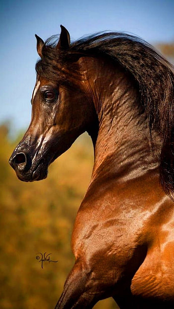 Brown Beautiful Horse, brown beautiful, horse HD phone wallpaper