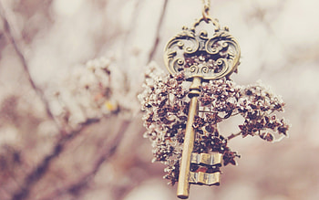 Plants, Flowers, Objects, Jewelry HD wallpaper