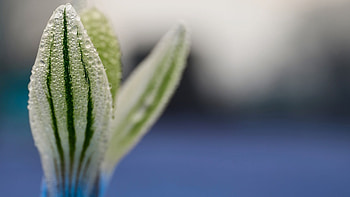 Plants, Leaves HD wallpaper