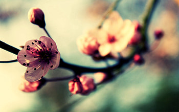 Flower, Plant, Macro, Bloom, Flowering, Spring HD wallpaper