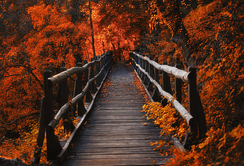 Orange Leaves Bridge, orange, leaves, bridge, nature HD wallpaper