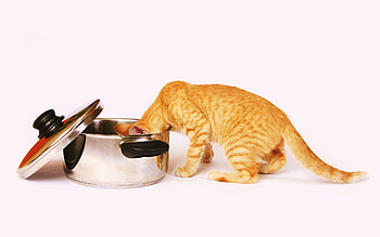 What's for lunch, golden, searching, hungry, striped, cat, pot HD wallpaper