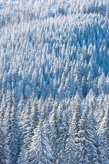 Winter, Nature, Snow, Fir-Trees, View From Above, Forest HD phone wallpaper