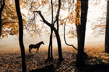 Horse Sunlight Forest graphy , horse, animals HD wallpaper