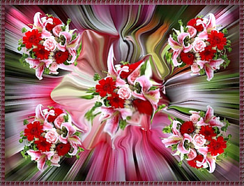 Roses for Christmas, rose, holiday, roses, framed, Christmas, flower, nature HD wallpaper
