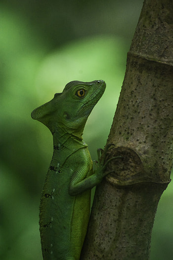 Animals, Lizard, Reptile, Scales, Scale, Amphibian HD phone wallpaper