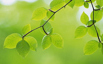 Leaves, Objects HD wallpaper