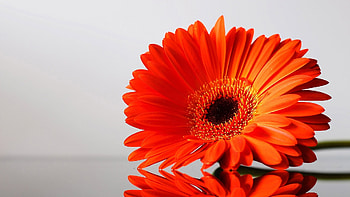 Plants, Flowers HD wallpaper