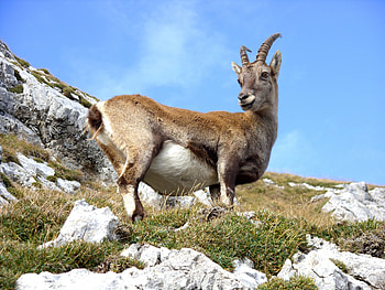 Animals, Grass, Mountain, Goat, Mountain Goat HD wallpaper