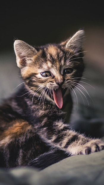 kitten, Animal, cat HD phone wallpaper