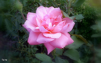 Plants, Flowers, Roses HD wallpaper