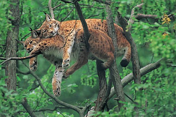 Cats in a tree, cats, jungle, sleeping, tree HD wallpaper