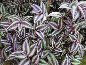 New display at the Pyramids 23, purple, graphy, green, Flowers, garden, leaf HD wallpaper