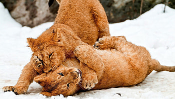Lions playing on the snow, Winter's playground, Majestic power, Untamed spirits HD wallpaper