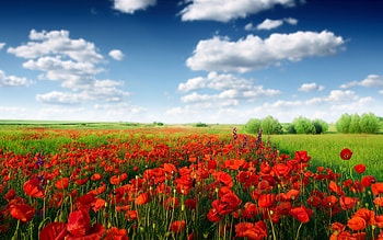Red Poppy, Flowers, Poppy, Sky, Red HD wallpaper