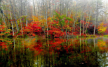 AUTUMN FOREST LAKE, autumn, forest, foliage, lake HD wallpaper