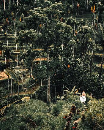 Nature, Trees, Palms, Tropics, Loneliness HD phone wallpaper