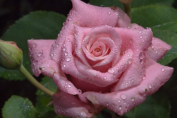 Water Droplet Pink Rose, shadow, rain, closeup, rose, pink, leaves, petals, green, layers, nature, moisture, water, droplets HD wallpaper