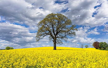 Tree in Rapeseeds, clouds, rapeseeds, field, tree, England HD wallpaper