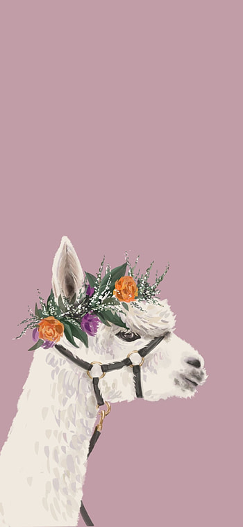 Alpaca , Boho llama aesthetics, Cute , Chic llama art HD phone wallpaper