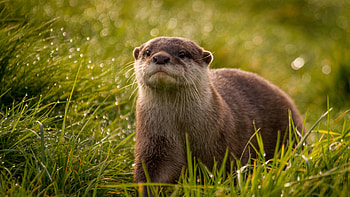 otter animal, Wuxga resolution, Ethereal beauty, Nature HD wallpaper