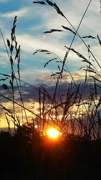 Sunset field, cloud, sky, silhouette HD phone wallpaper
