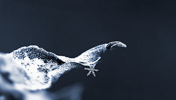 Snowflake, dry, frost, leaf HD wallpaper