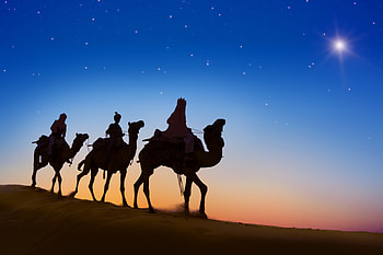 Desert Camels Evening Silhouette, camel, desert, animals, silhouette HD wallpaper
