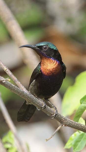 Sunbird, Brown, Cute Bird HD phone wallpaper