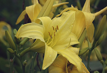 Lily, Flowers, Yellow, Nature, Summer HD wallpaper