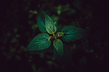 Nature, Leaves, Dark, Nettle HD wallpaper