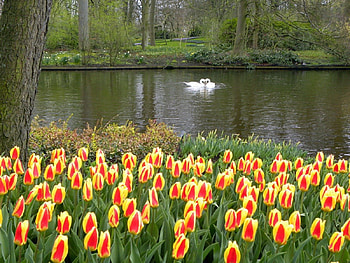 Nature, Flowers, Lake, Tulips, Swans HD wallpaper