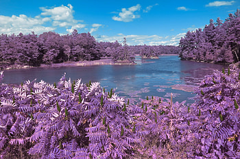 Lavender Islands, purple, lavender, clouds, trees, water, islands, lake HD wallpaper