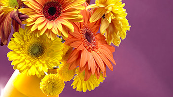 Yellow Flowers, yellow flower, orange flower, pink background, flower HD wallpaper