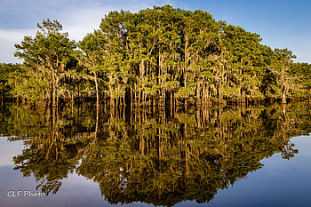 Caddo Lake, Nature graphers, Beautiful scenery, Serene environment HD wallpaper