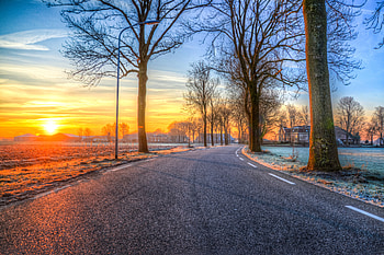 Trees On Road Both Side Morning Outdoors Nature , nature, outdoors, morning, evening, dusk, dawn HD wallpaper