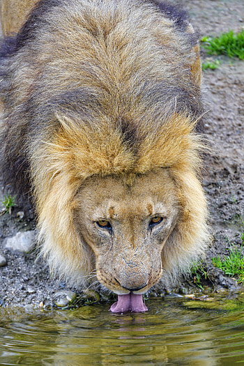 Animals, Water, Lion, Predator, Big Cat, Protruding Tongue, Tongue Stuck Out HD phone wallpaper