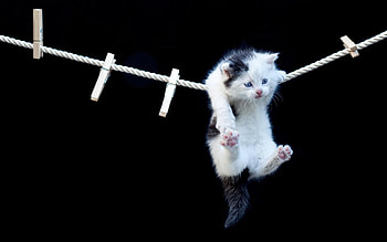 :P, kitten, sweet, black, white, pisici, cute, cat HD wallpaper