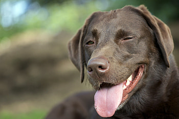 Animals, Dog, Muzzle, Protruding Tongue, Tongue Stuck Out HD wallpaper