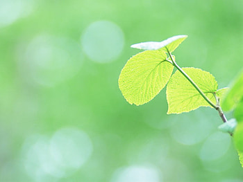 Pure and Fresh Green Leaves, leaves, green, nature, fresh, pure HD wallpaper