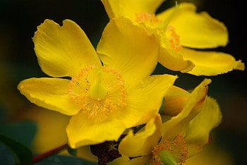 hypericum, nature, flowers, 3d, yellow HD wallpaper